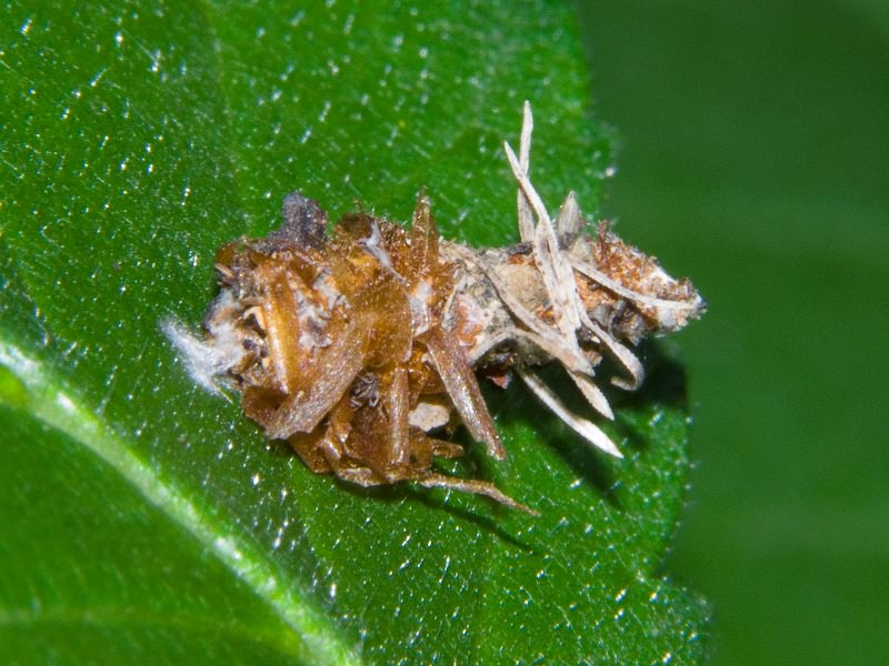 Psychidae